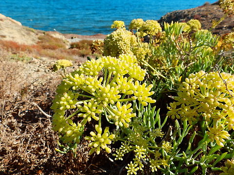 Rock Samphire - Crithmum maritimum Tabarca Island. Crithmum maritimum,Fall,Geotagged,Rock Samphire,Spain