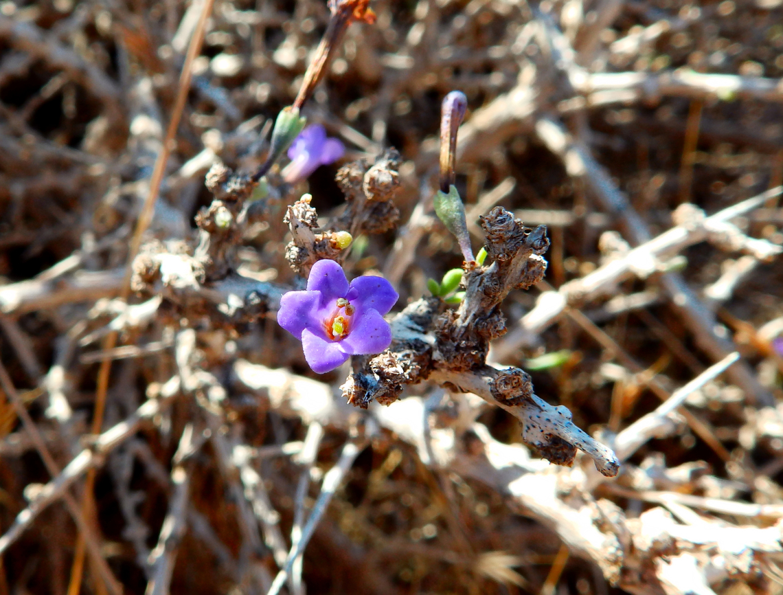 Southern Tea Tree - Lycium intricatum Tabarca Island. Fall,Geotagged,Lycium intricatum,Southern Tea Tree,Spain