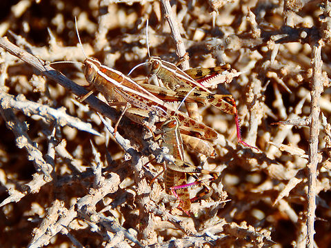 Calliptamus barbarus Tabarca Island. Calliptamus barbarus,Fall,Geotagged,Spain