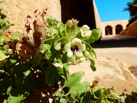 White Henbane - Hyoscyamus albus Tabarca Island. Fall,Geotagged,Hyoscyamus albus,Spain,White Henbane