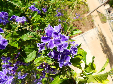 Skyflower - Duranta erecta Garden in Tabarca Island. Duranta erecta,Fall,Geotagged,Skyflower,Spain