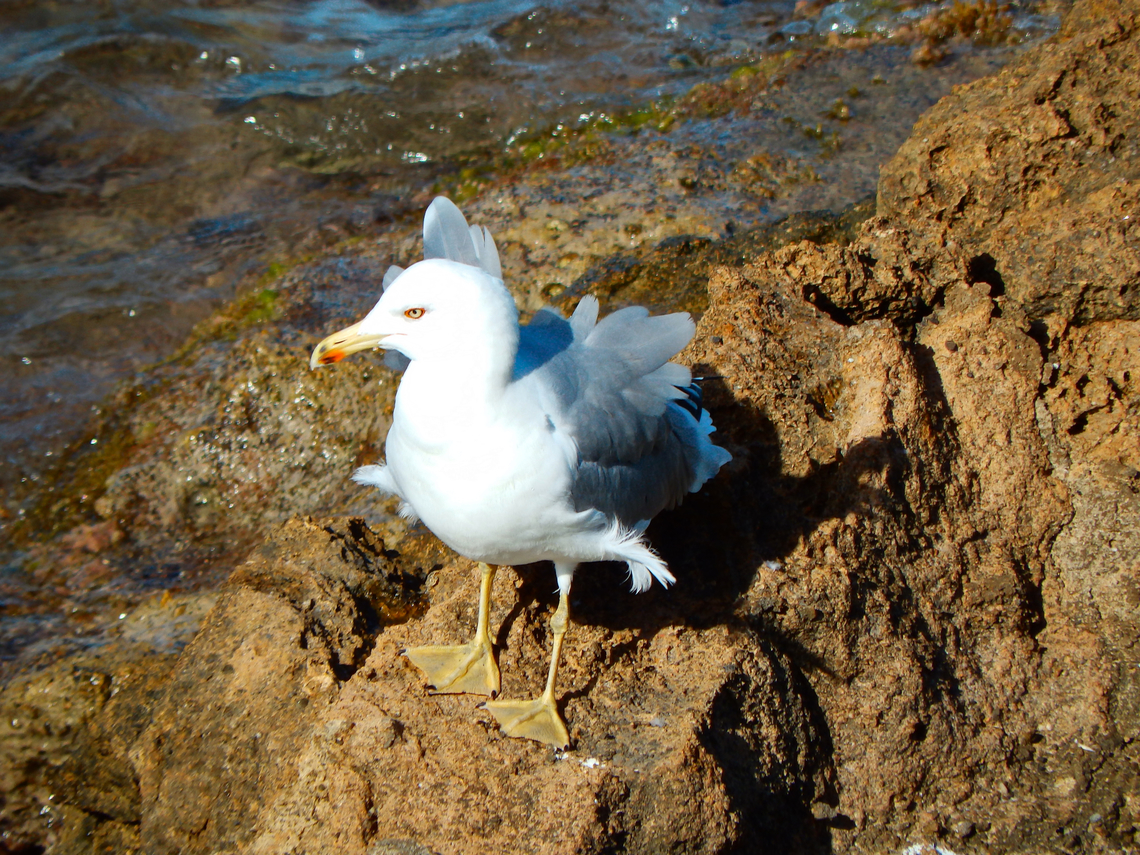 Larus michahellis  Fall,Geotagged,Larus michahellis,Spain,Yellow-legged gull