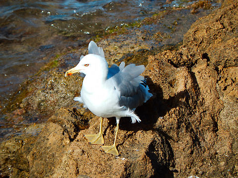Larus michahellis  Fall,Geotagged,Larus michahellis,Spain,Yellow-legged gull