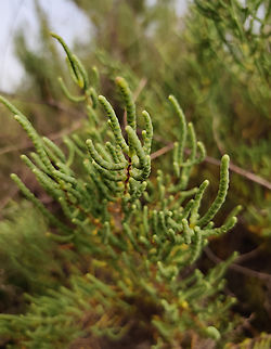 Glaucous Glasswort