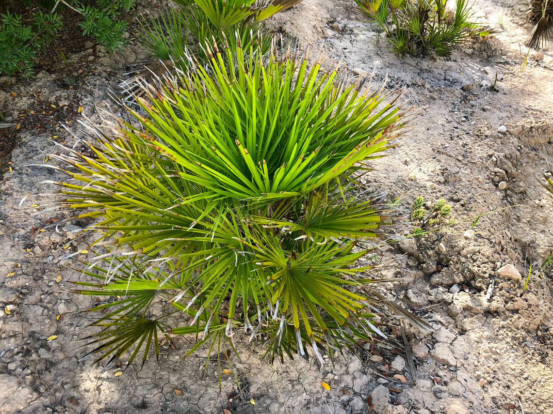 Mediterranean Fan Palm - Chamaerops humilis Museo de La Sal, Santa Pola. Chamaerops humilis,Geotagged,Mediterranean Fan Palm,Spain