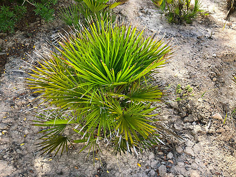 Mediterranean Fan Palm - Chamaerops humilis Museo de La Sal, Santa Pola. Chamaerops humilis,Geotagged,Mediterranean Fan Palm,Spain