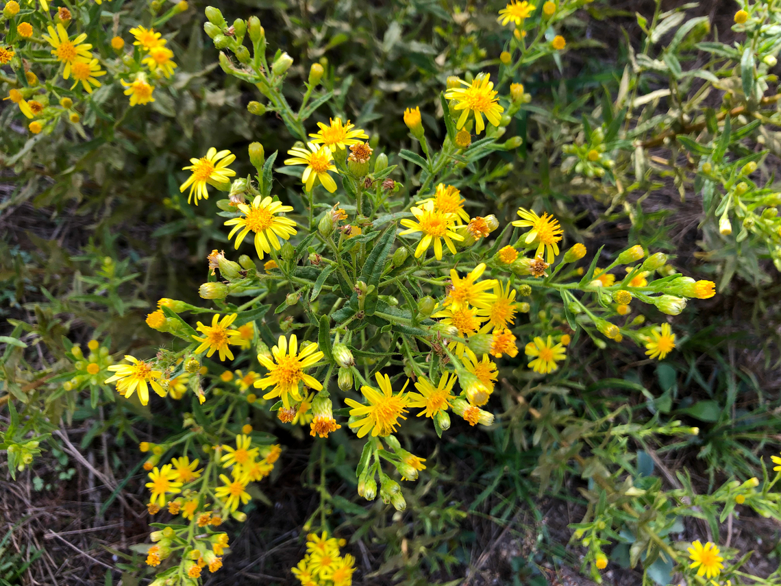 False Yellowhead - Dittrichia viscosa Museo de La Sal, Santa Pola Dittrichia viscosa,False Yellowhead,Geotagged,Spain