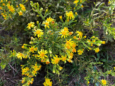 False Yellowhead - Dittrichia viscosa Museo de La Sal, Santa Pola Dittrichia viscosa,False Yellowhead,Geotagged,Spain