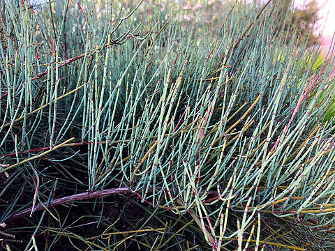 Joint pine - Ephedra fragilis Museo de La Sal, Santa Pola. Ephedra fragilis,Geotagged,Spain