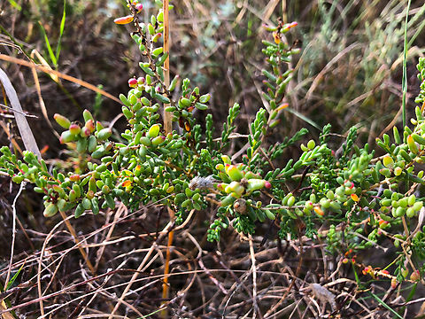Halogeton sativus Museo de La Sal, Santa Pola. Geotagged,Halogeton sativus,Spain
