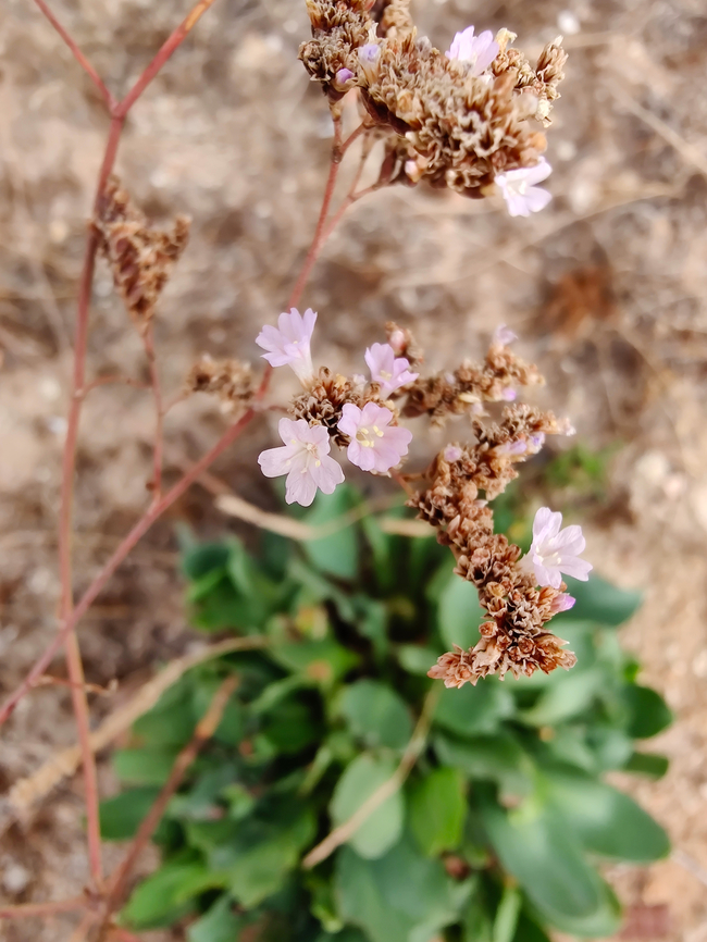 Limonium santapolense Museo de La Sal, Santa Pola. Fall,Geotagged,Limonium santapolense,Spain