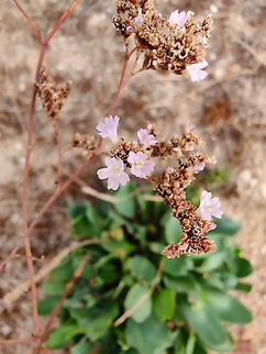Limonium santapolense
