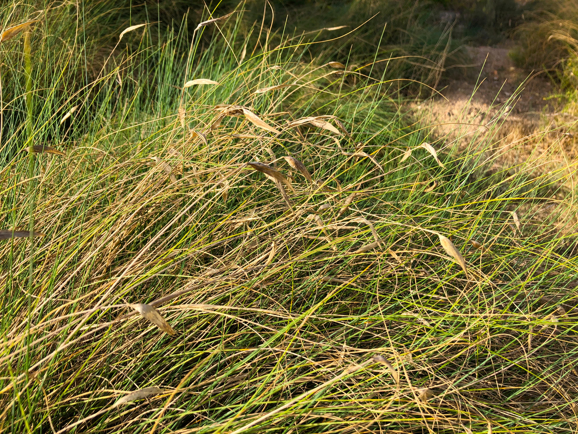 Lygeum spartum Museo de La Sal, Santa Pola. Geotagged,Lygeum,Lygeum spartum,Spain