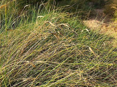 Lygeum spartum Museo de La Sal, Santa Pola. Geotagged,Lygeum,Lygeum spartum,Spain