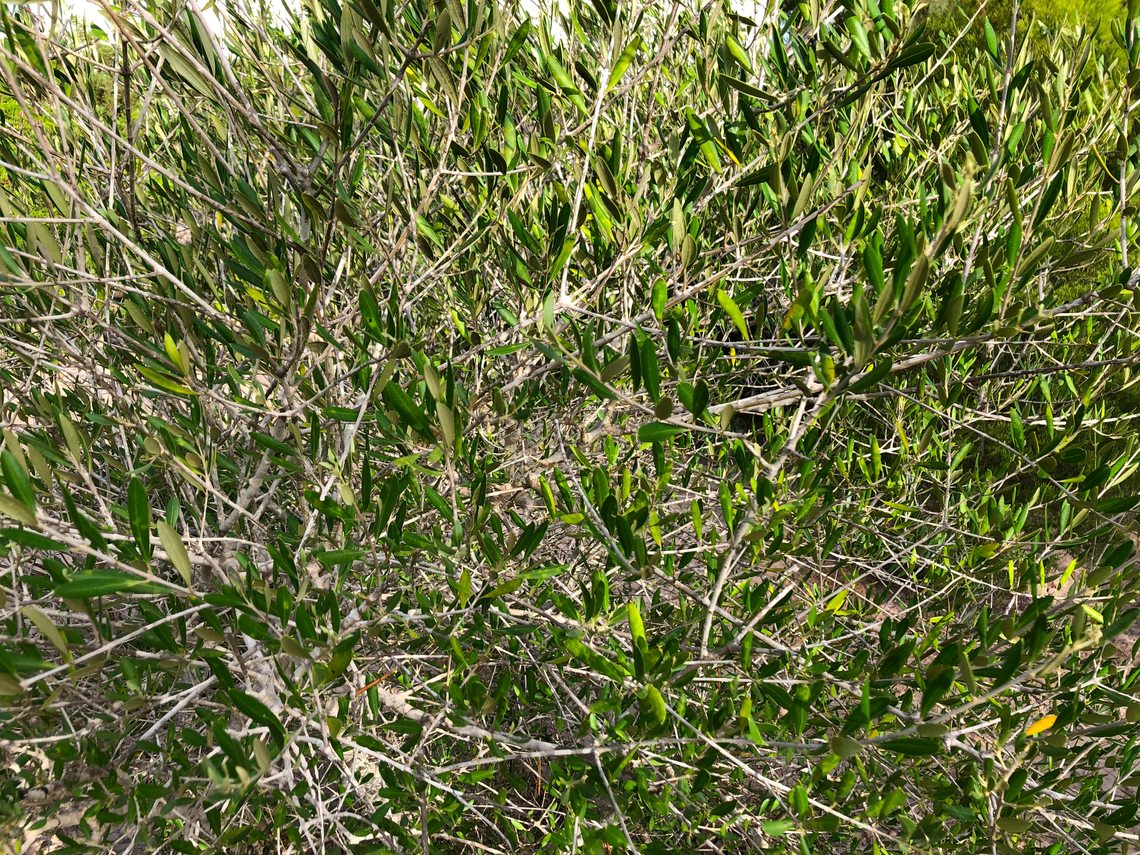Olive Tree - Olea_europaea var. sylvestris Variety as specified in tag next to it.<br />
Museo de La Sal, Santa Pola. Geotagged,Olea europaea,Olive Tree,Spain
