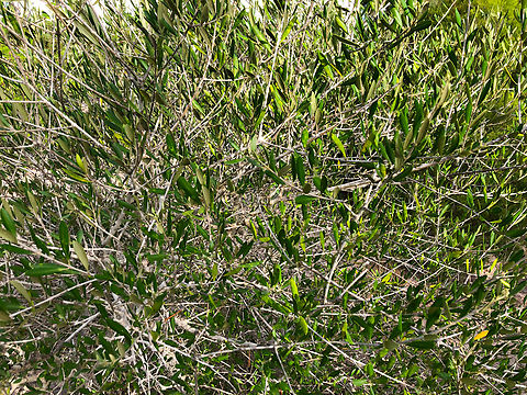 Olive Tree - Olea_europaea var. sylvestris Variety as specified in tag next to it.
Museo de La Sal, Santa Pola. Geotagged,Olea europaea,Olive Tree,Spain