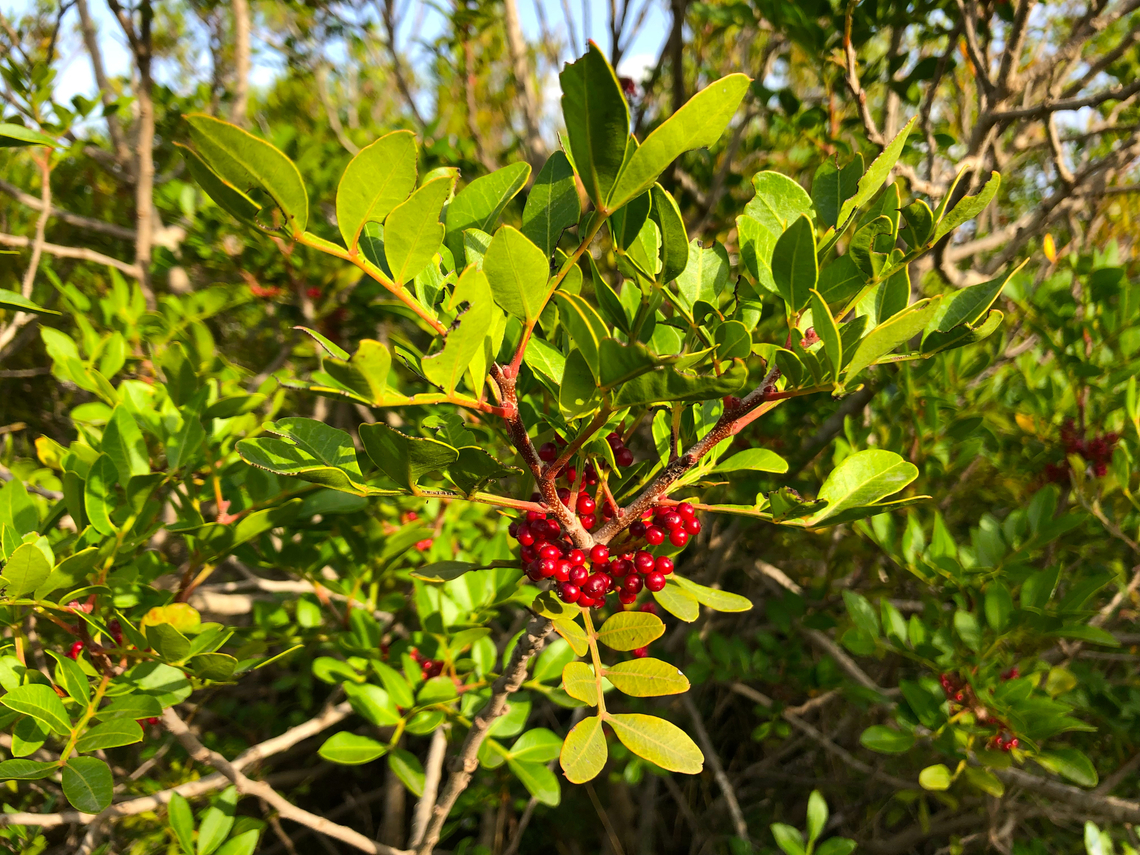 Pistacia lentiscus Museo de La Sal, Santa Pola. Geotagged,Mastic,Pistacia lentiscus,Spain