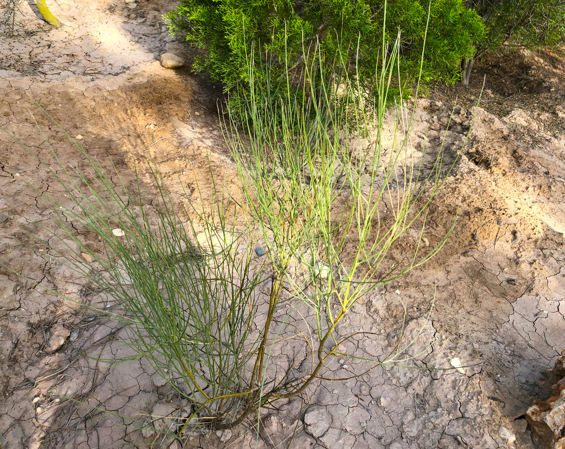 Bridal Broom - Retama monosperma Museo de La Sal, Santa Pola. Geotagged,Retama monosperma,Spain,retama monosperma