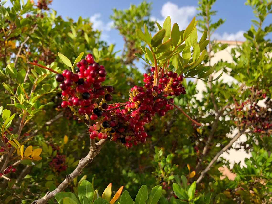 Mediterranean buckthorn - Rhamnus alaternus Museo de La Sal, Santa Pola. Geotagged,Mediterranean buckthorn,Rhamnus alaternus,Spain
