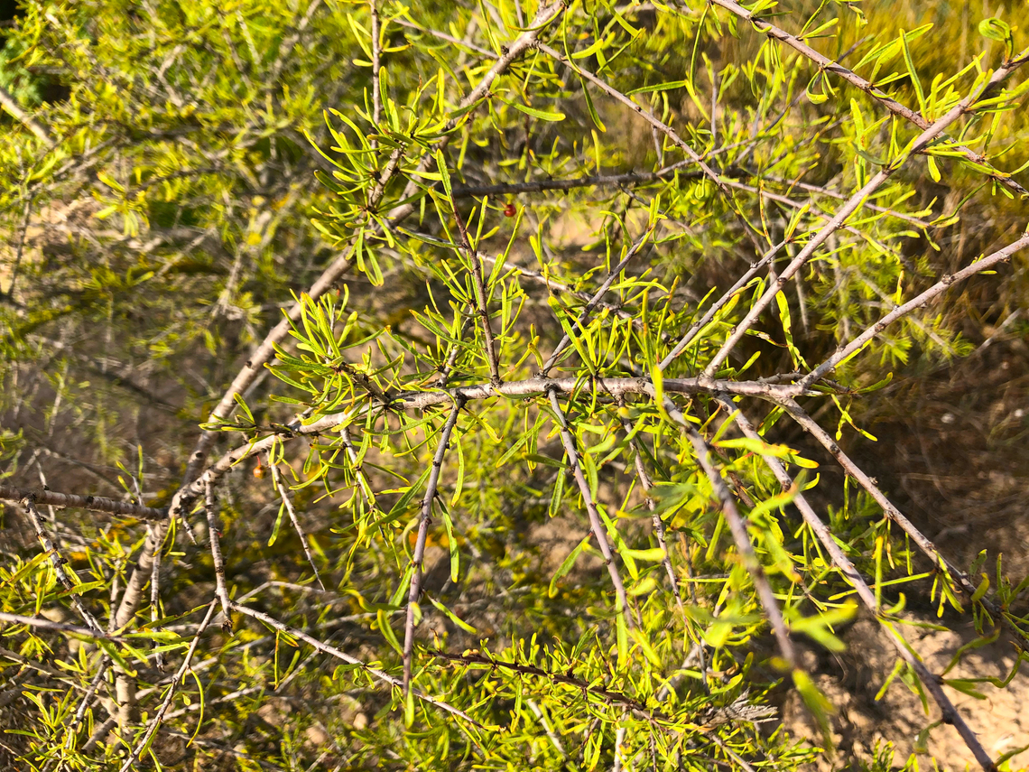 Black Hawthorn - Rhamnus lycioides Museo de La Sal, Santa Pola. Black Hawthorn,Geotagged,Rhamnus lycioides,Spain