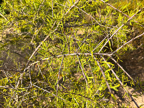 Black Hawthorn - Rhamnus lycioides Museo de La Sal, Santa Pola. Black Hawthorn,Geotagged,Rhamnus lycioides,Spain