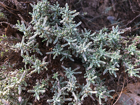 Lavender-Cotton - Santolina chamaecyparissus Museo de La Sal, Santa Pola. Geotagged,Lavender-Cotton,Santolina chamaecyparissus,Spain