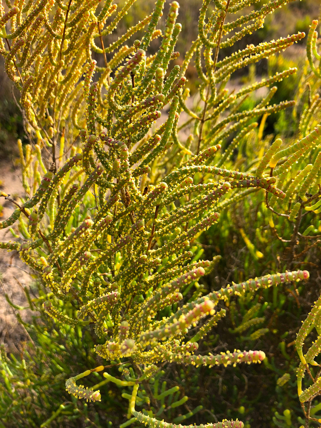 Sarcocornia fruticosa Museo de la Sal, Santa Pola. Geotagged,Salicornia fruticosa,Spain