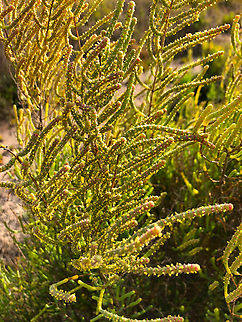 Sarcocornia fruticosa Museo de la Sal, Santa Pola. Geotagged,Salicornia fruticosa,Spain