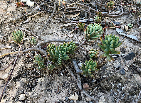 Pale Stonecrop - Petrosedum sediforme Museo de La sal, Santa Pola. Geotagged,Pale Stonecrop,Petrosedum sediforme,Spain