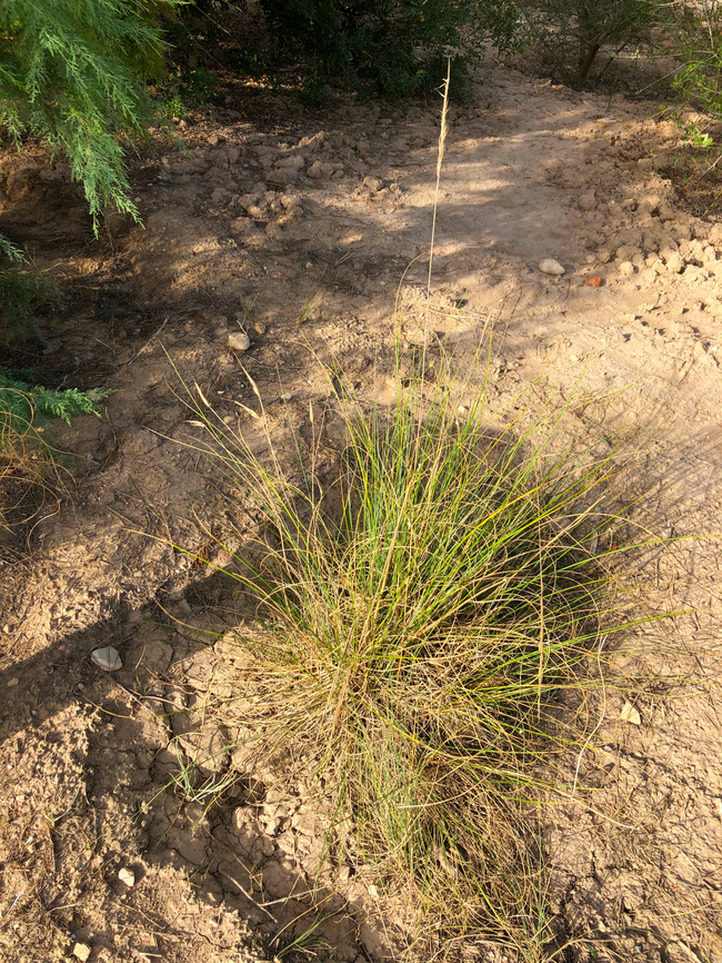 Stipa tenacissima Museo de La Sal, Santa Pola. Geotagged,Spain,Stipa tenacissima