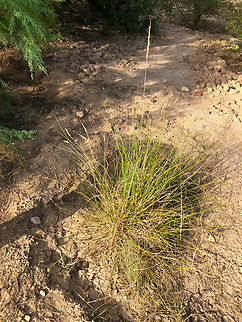 Stipa tenacissima Museo de La Sal, Santa Pola. Geotagged,Spain,Stipa tenacissima