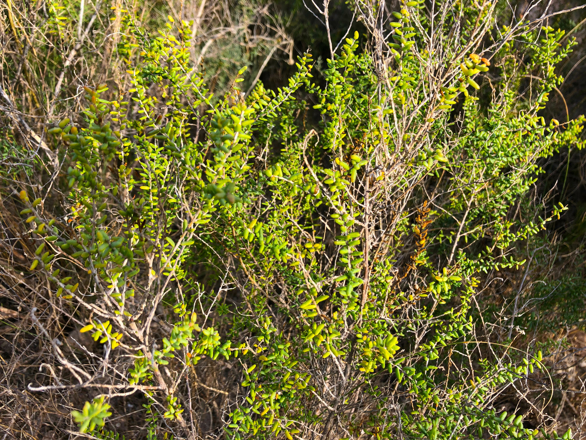 Shrubby sea-blite - Suaeda vera Museo de La Sal, Santa Pola. Geotagged,Spain,Suaeda vera,Suaeda_vera