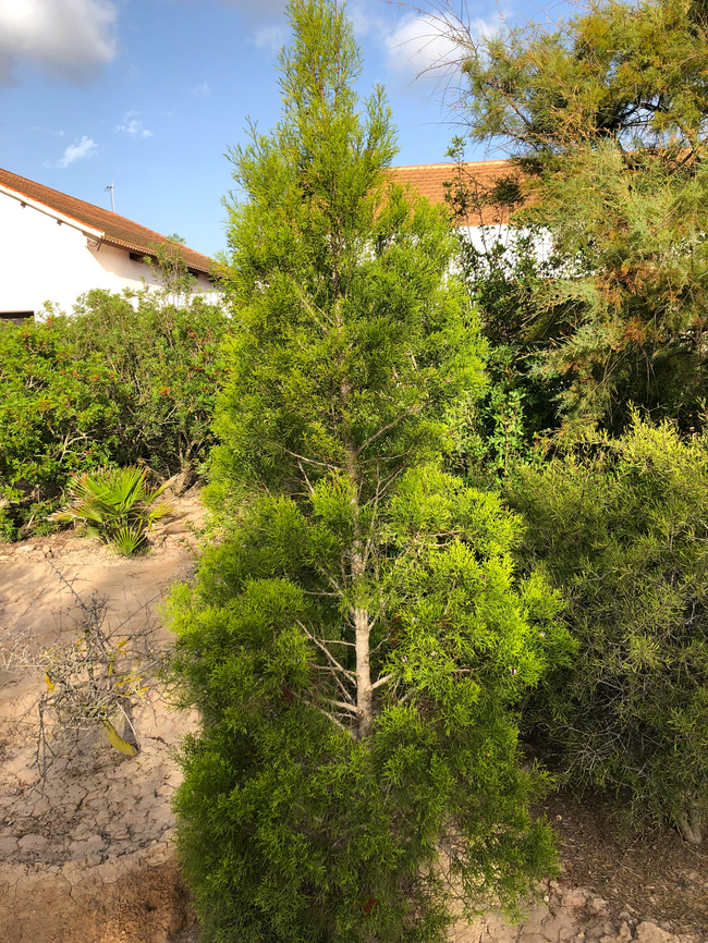 Tetraclinis articulata Museo de La Sal, Santa Pola. Geotagged,Spain,Tetraclinis,Tetraclinis articulata