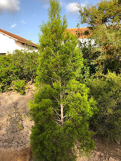 Tetraclinis articulata Museo de La Sal, Santa Pola. Geotagged,Spain,Tetraclinis,Tetraclinis articulata