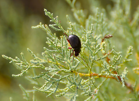 Chrysolina bankii Parque Natural Salinas de Santa Pola Chrysolina bankii,Chrysolina banksii,Fall,Geotagged,Spain