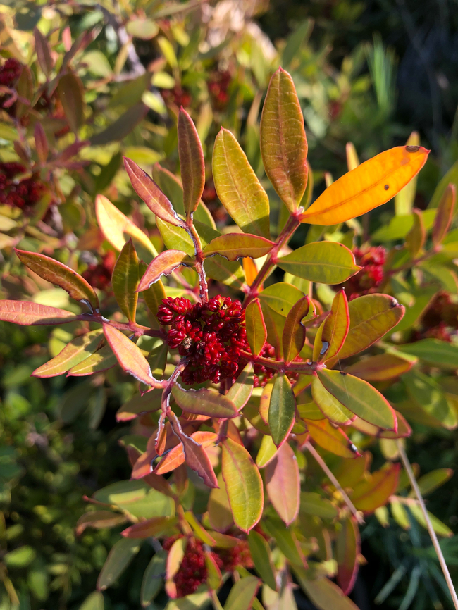 Turpentine tree - Pistacia terebinthus Cala del Tio Ximo, Serra Gelada, Benidorm. Geotagged,Pistacia terebinthus,Spain,Turpentine tree