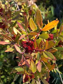 Turpentine tree - Pistacia terebinthus Cala del Tio Ximo, Serra Gelada, Benidorm. Geotagged,Pistacia terebinthus,Spain,Turpentine tree