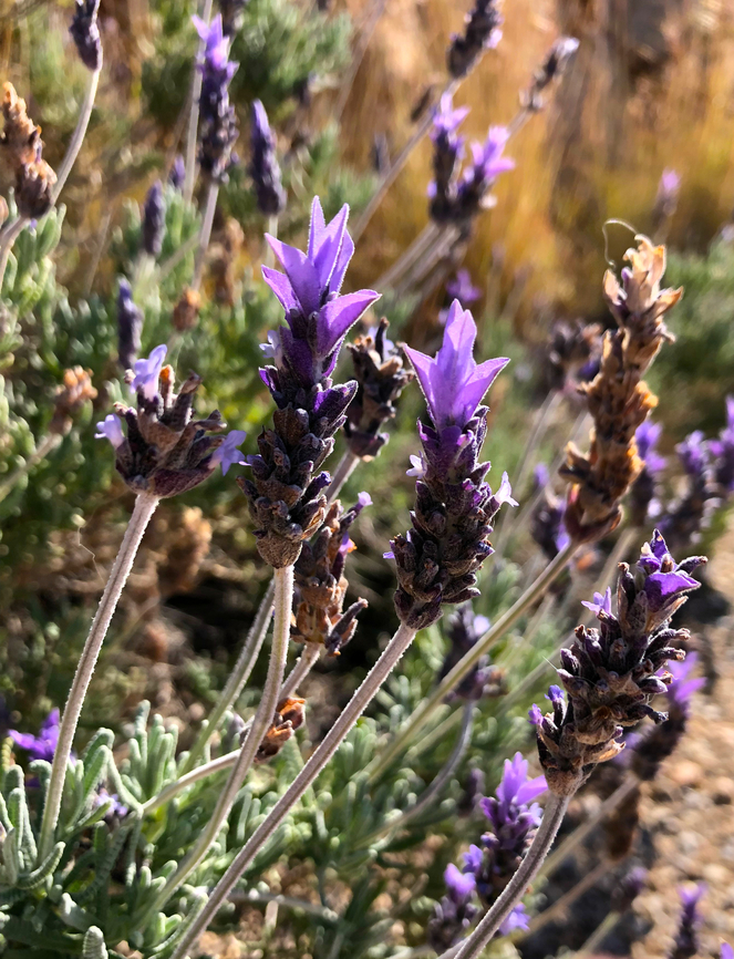 Lavandula dentata Cala del Tio Ximo, Serra Gelada, Benidorm.  Geotagged,Lavandula dentata,Lavendula dentata,Spain