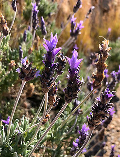 Lavandula dentata Cala del Tio Ximo, Serra Gelada, Benidorm.  Geotagged,Lavandula dentata,Lavendula dentata,Spain