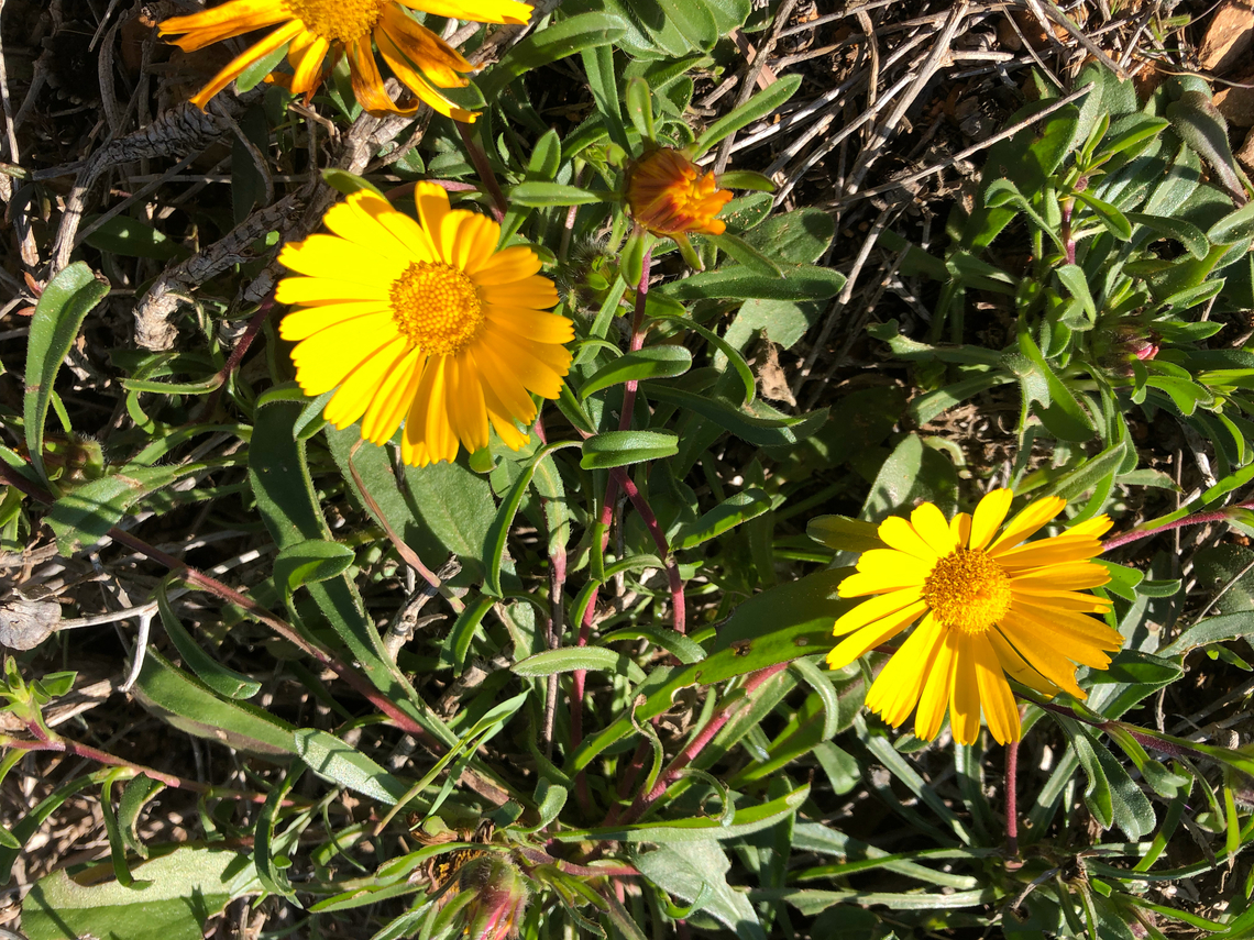 Pallenis/Asteriscus maritimus Cala del Tio Ximo, Serra Gelada, Benidorm.  Geotagged,Pallenis maritima,Spain