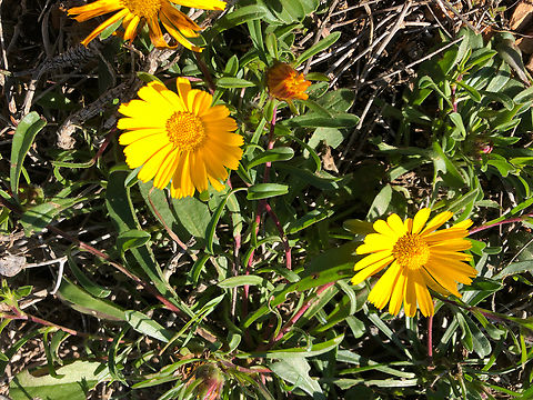 Pallenis/Asteriscus maritimus Cala del Tio Ximo, Serra Gelada, Benidorm.  Geotagged,Pallenis maritima,Spain