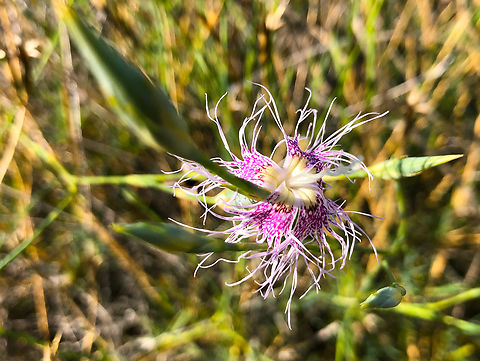 Dianthus broteri Cala del Tio Ximo, Serra Gelada, Benidorm.  Dianthus broteri,Geotagged,Spain