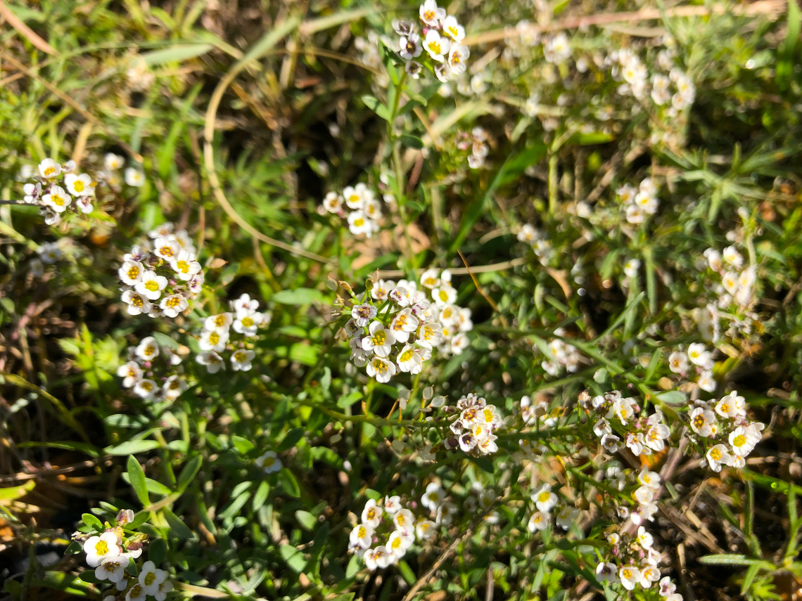 Sweet alyssum - Lobularia maritima Cala del Tio Ximo, Serra Gelada, Benidorm.  Geotagged,Lobularia maritima,Spain,Sweet alyssum