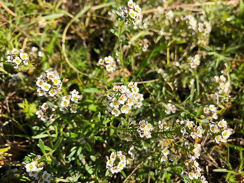 Sweet alyssum - Lobularia maritima Cala del Tio Ximo, Serra Gelada, Benidorm.  Geotagged,Lobularia maritima,Spain,Sweet alyssum