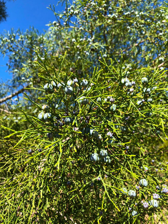 Tetraclinis articulata Cala del Tio Ximo, Serra Gelada, Benidorm.  Geotagged,Spain,Tetraclinis,Tetraclinis articulata