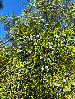 Tetraclinis articulata Cala del Tio Ximo, Serra Gelada, Benidorm.  Geotagged,Spain,Tetraclinis,Tetraclinis articulata