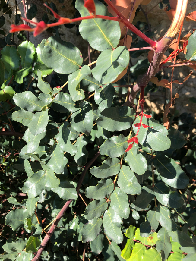 Carob - Ceratonia siliqua Cala del Tio Ximo, Serra Gelada, Benidorm.  Carob,Ceratonia siliqua,Geotagged,Spain