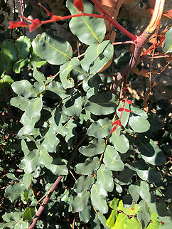 Carob - Ceratonia siliqua Cala del Tio Ximo, Serra Gelada, Benidorm.  Carob,Ceratonia siliqua,Geotagged,Spain