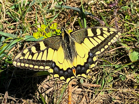 Old World swallowtail - Papilio machaon La Cruz, Serra Gelada, Benidorm. Geotagged,Old World swallowtail,Papilio machaon,Spain