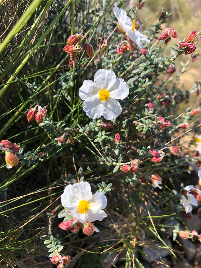 Cistus clusii La Cruz, Serra Gelada, Benidorm.  Cistus clusii,Geotagged,Spain